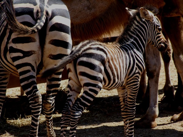 family of zebras