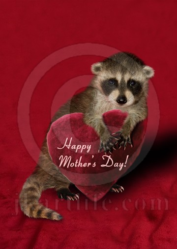 Mother's Day Raccoon 916223