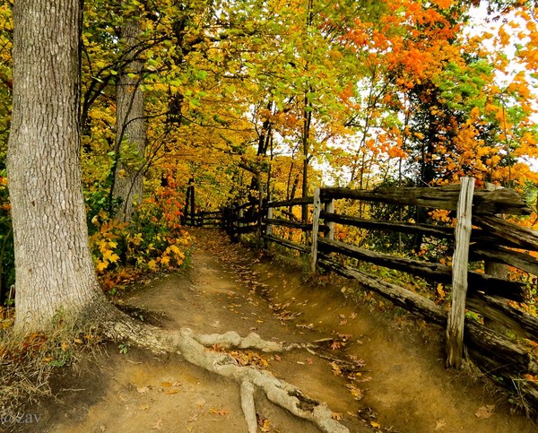 Forest pathway...