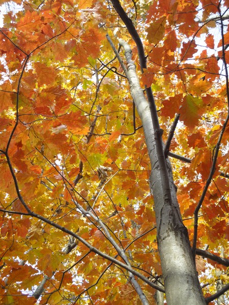 Tree Of Orange