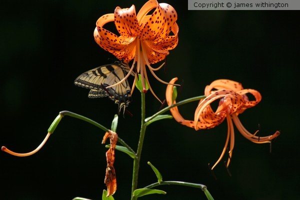 Butterfly on flower 2