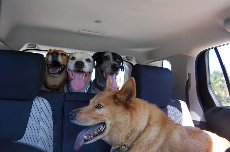 We're going to the doggy park!