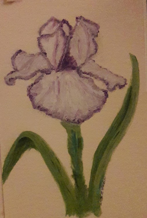 White & Purple Iris for Esther