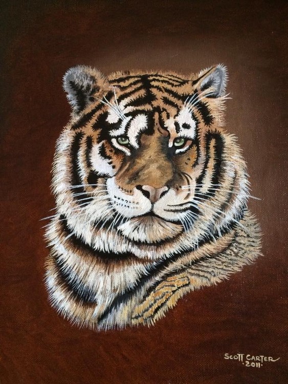 Tiger Portrait 