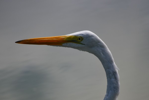 Egret