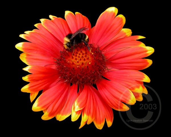 Bumble Bee/Red Daisy