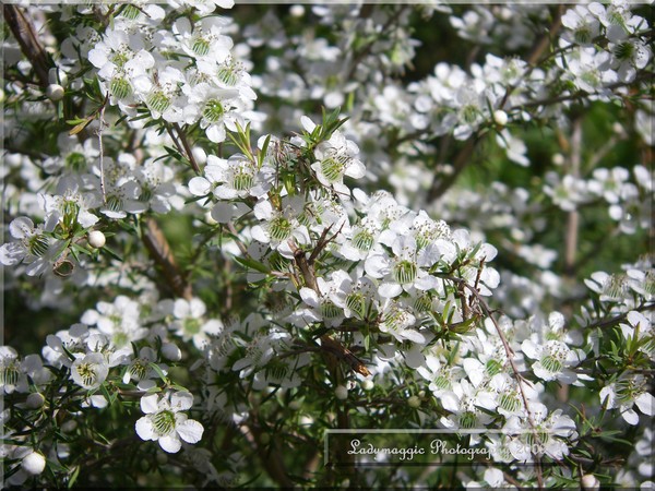 Australian T- Tree Blossoms