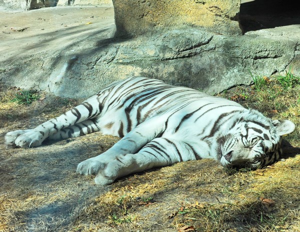 Sleepy White Tiger