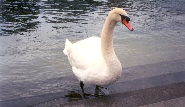 Hungry Swan
