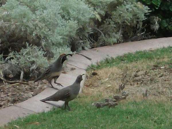 Family of birds