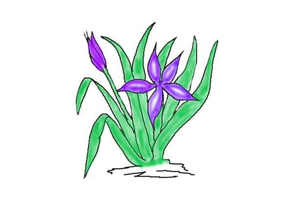 violet flower