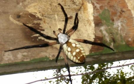 Pretty Garden Spider