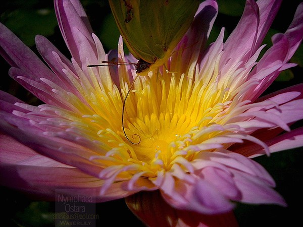 Waterlily and butterfly