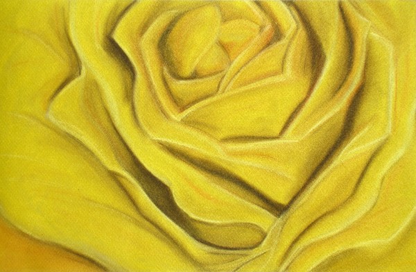 Yellow Rose