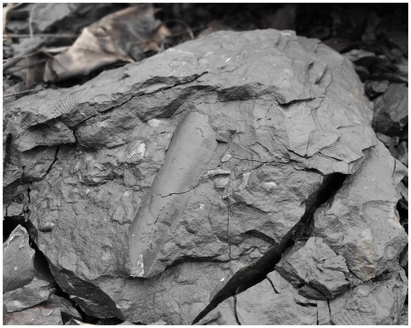A Fossil In Shale