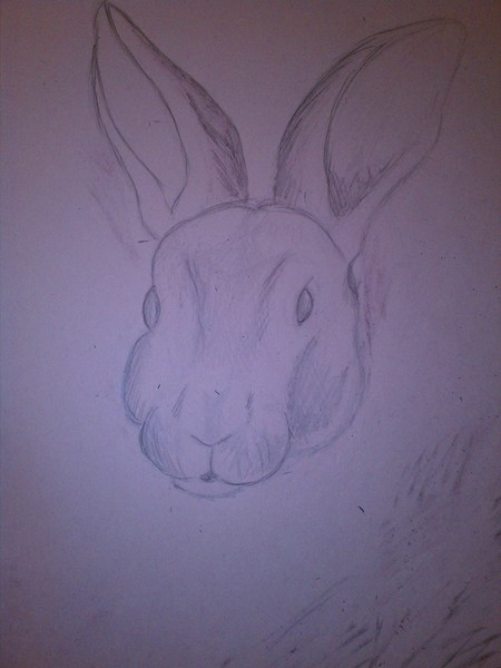 Rabbit Sketch