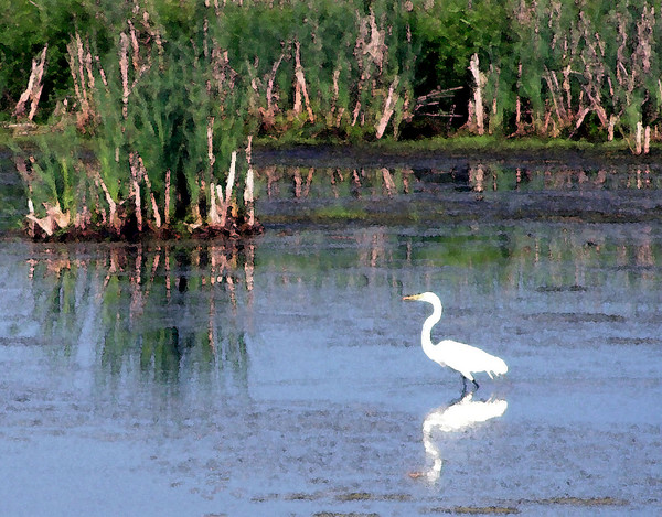 Egret at Horicon Marsh