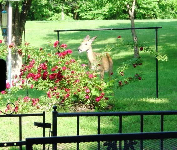 Deer Eating Roses #1