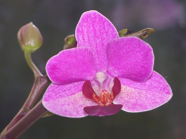 Miniture Orchid