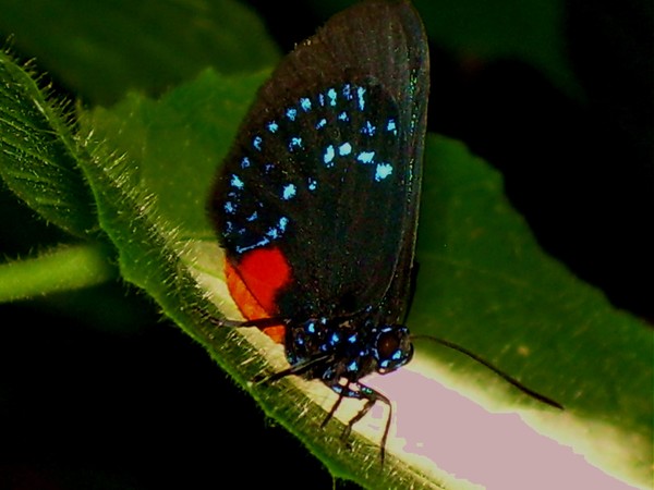 Atala Hairstreak Butterfly