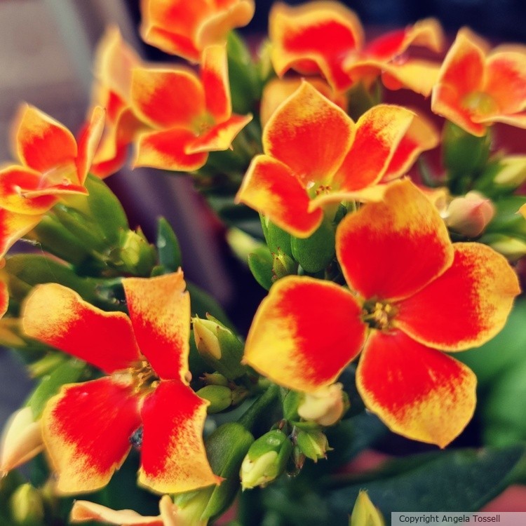 Orange flower's 