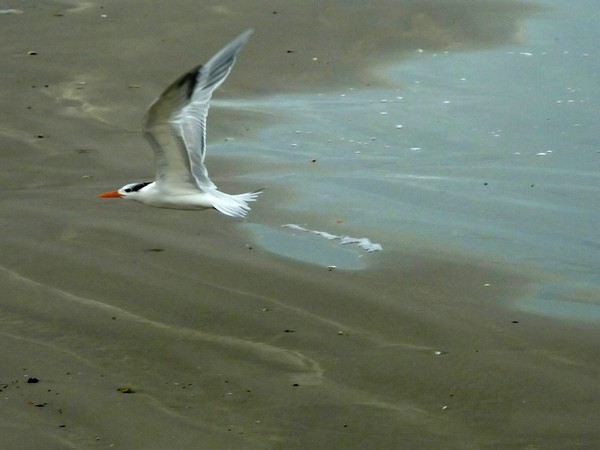 On The Winds Of The Tide