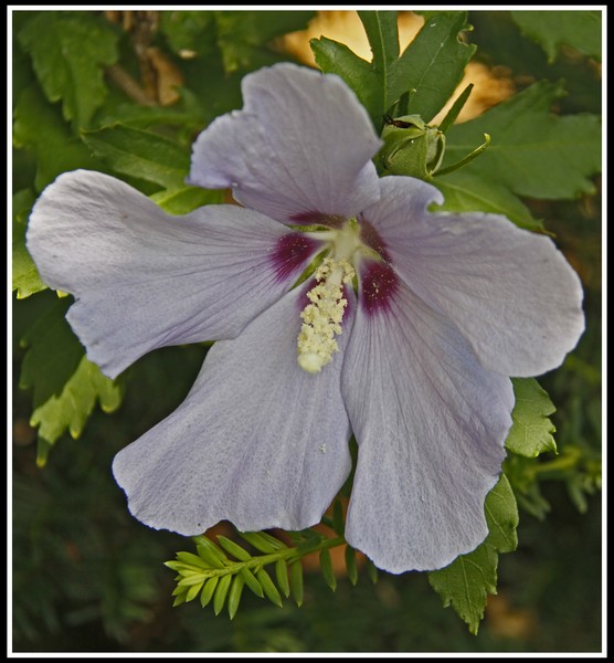 HIBISCUS 2