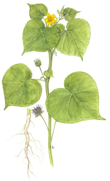 Abutilon theophrasti