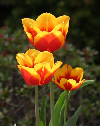 Group of Tulips in late April