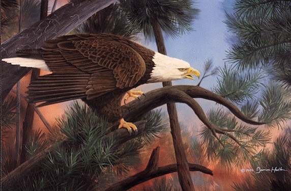 Untitled - Bald eagle