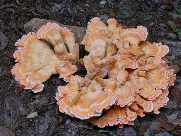 Orange Fungi