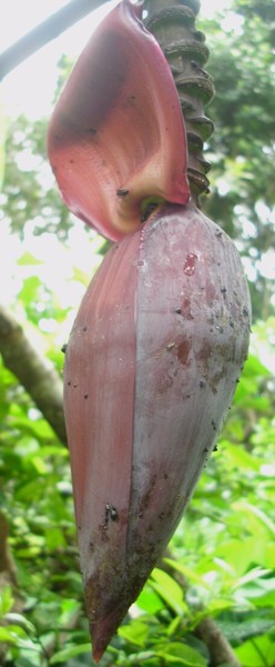 Banana Flower