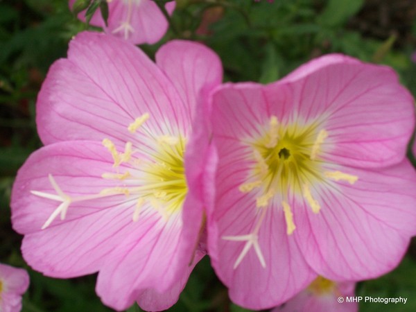 Pink Sundrop