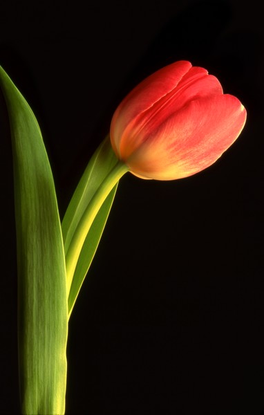 Single Red Tulip on Black 