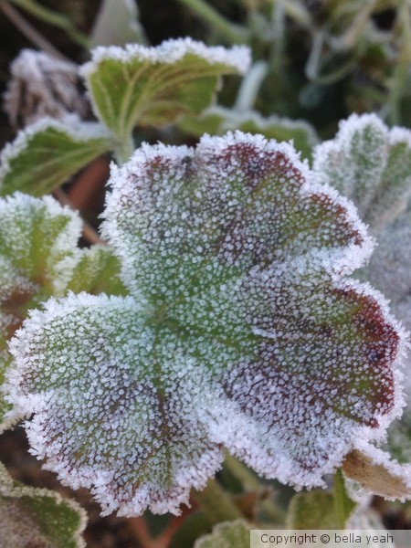 frosted geranium 