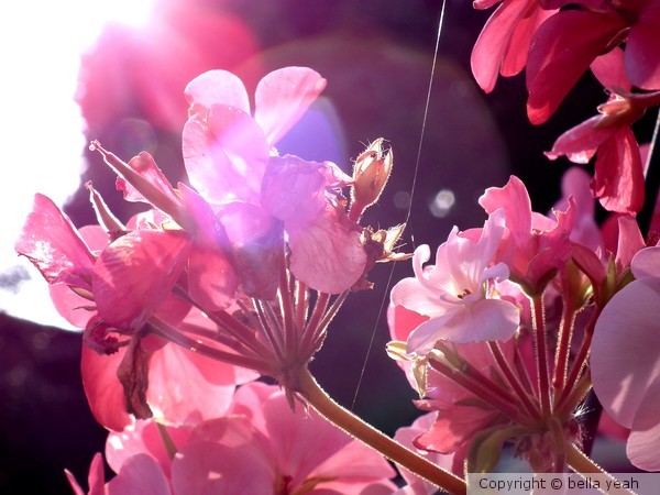 sunset pink geranium
