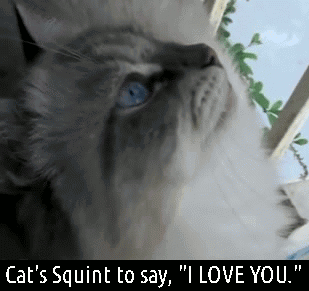 LOVE you cat GIF