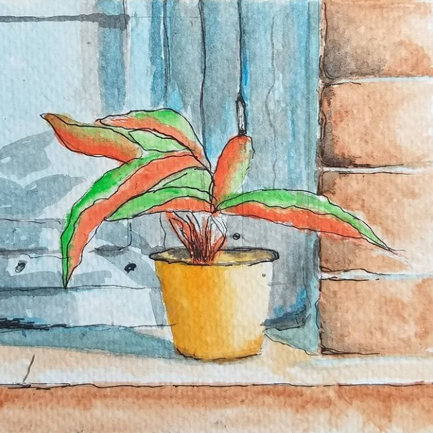 plant-by-window