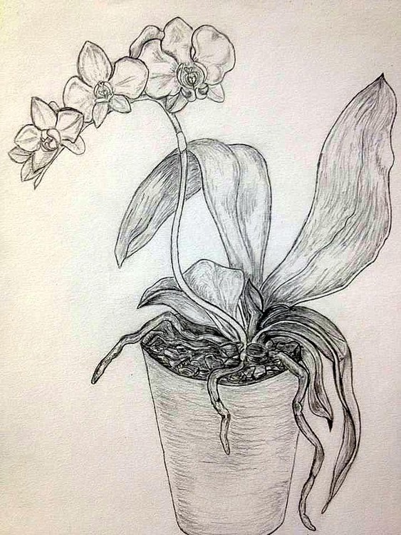 orchid sketch