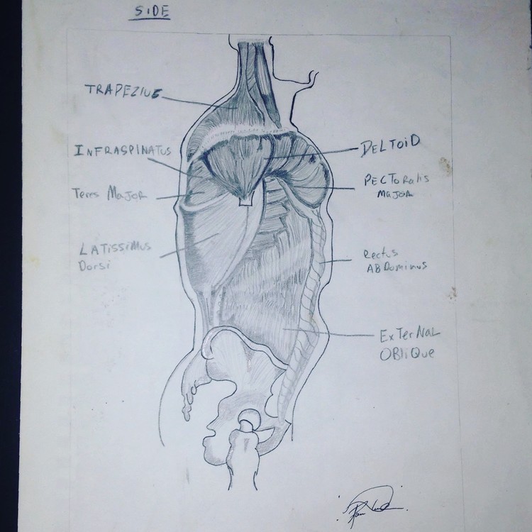 Medical illustration sketch