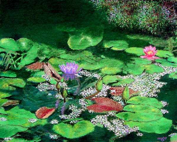 Water Lilies