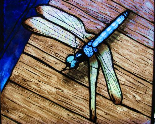 Dragonfly-Blue Dasher