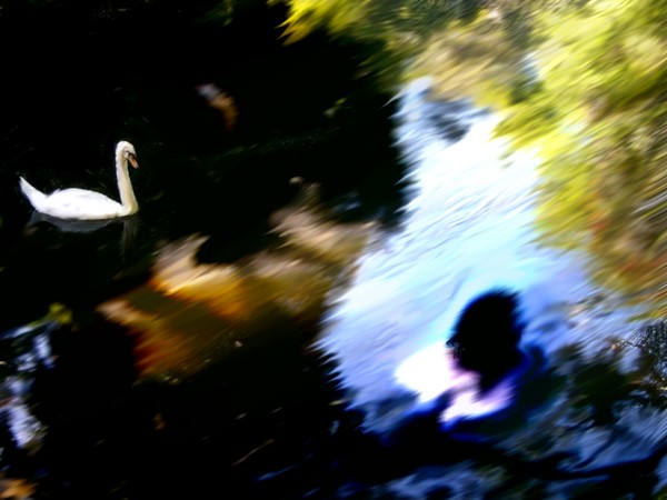 Swan and Man