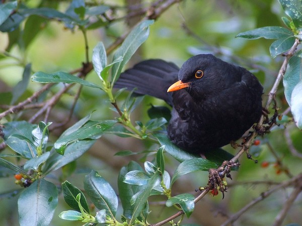 Black bird in a tree