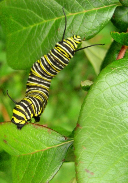 On MilkWeed