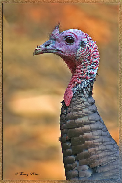 Turkey Portrait