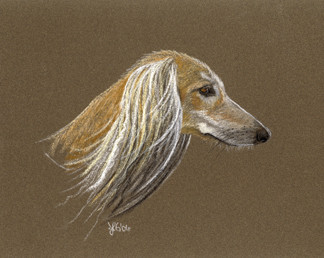 Saluki