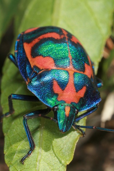 Technicolour Beetle