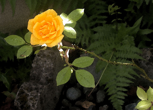 Itsy Bitsy Yellow Rose
