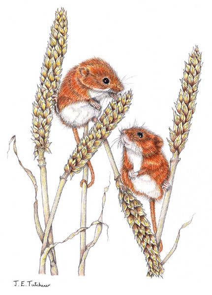 Harvest Mice